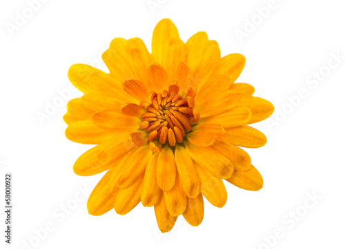 yellow chrysanthemum isolated