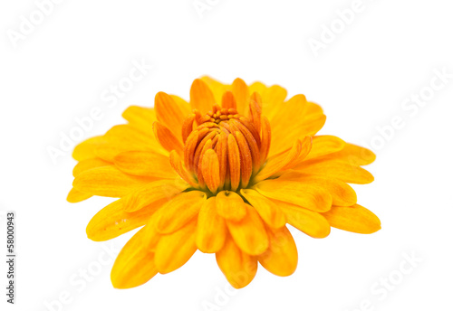 Fototapeta Naklejka Na Ścianę i Meble -  yellow chrysanthemum isolated