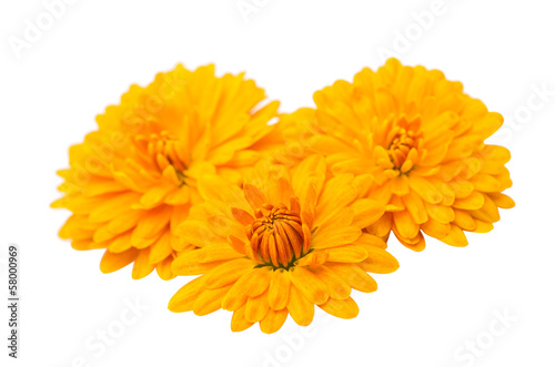 yellow chrysanthemum isolated