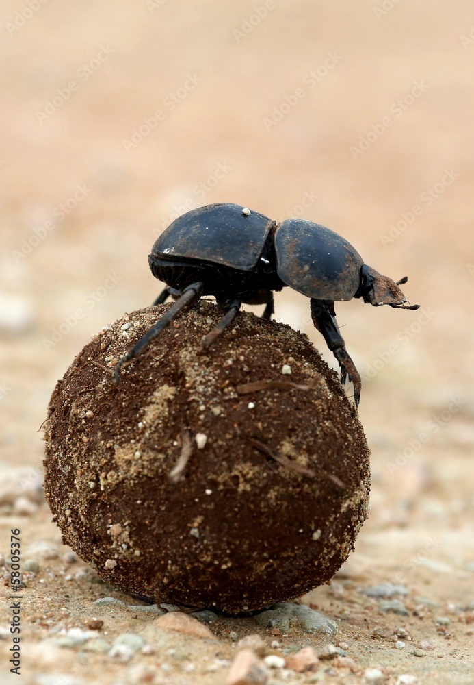 Foto Flighless Dung Beetle Rolling Dung Ball