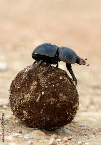 Flighless Dung Beetle Rolling Dung Ball