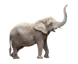 African elephant (Loxodonta africana) female.
