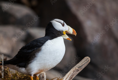 Puffin