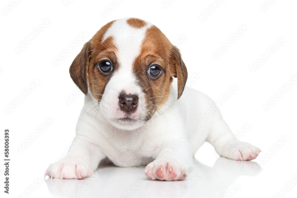 Jack Russell dog puppy portrait