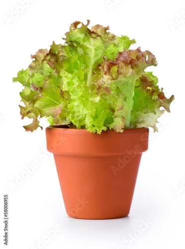 Lettuce in a pot