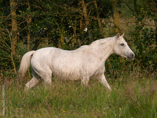 Grey Pony In Paddock