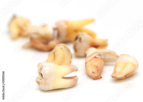teeth on a white background. macro