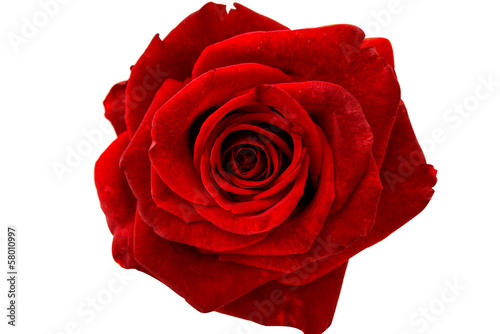 Fototapeta Naklejka Na Ścianę i Meble -  red rose isolated