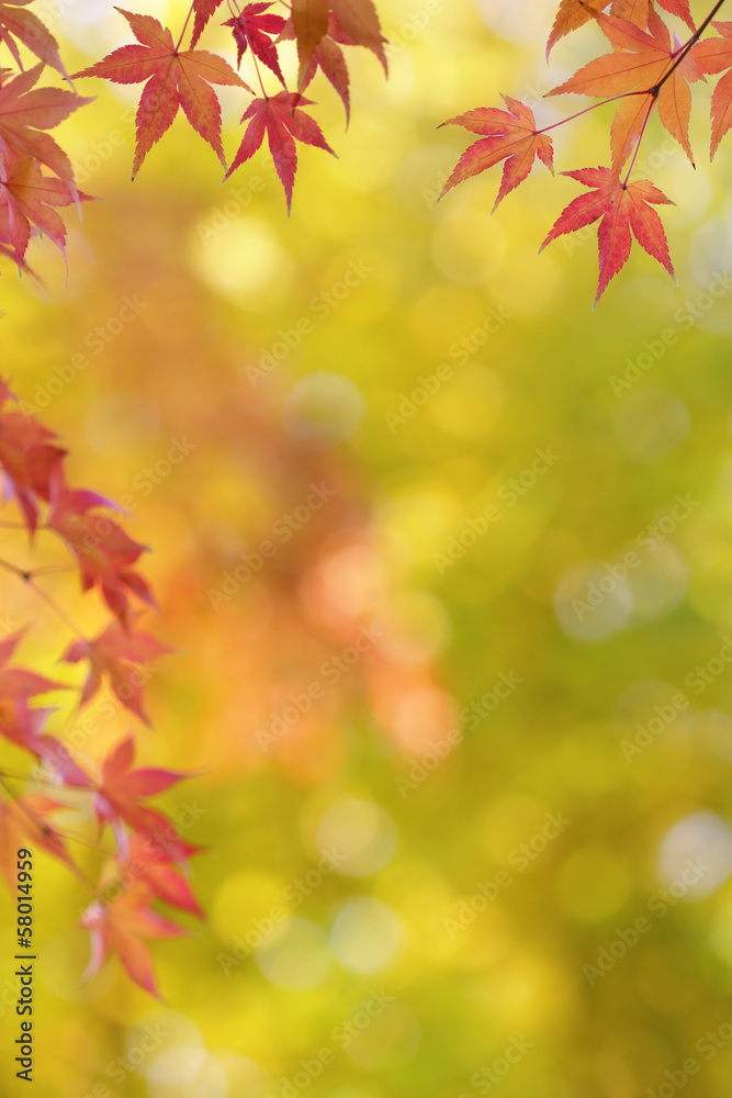 Japanese maple tree leaves colorful background in autumn Japanese maple tree leaves colorful background in autumn