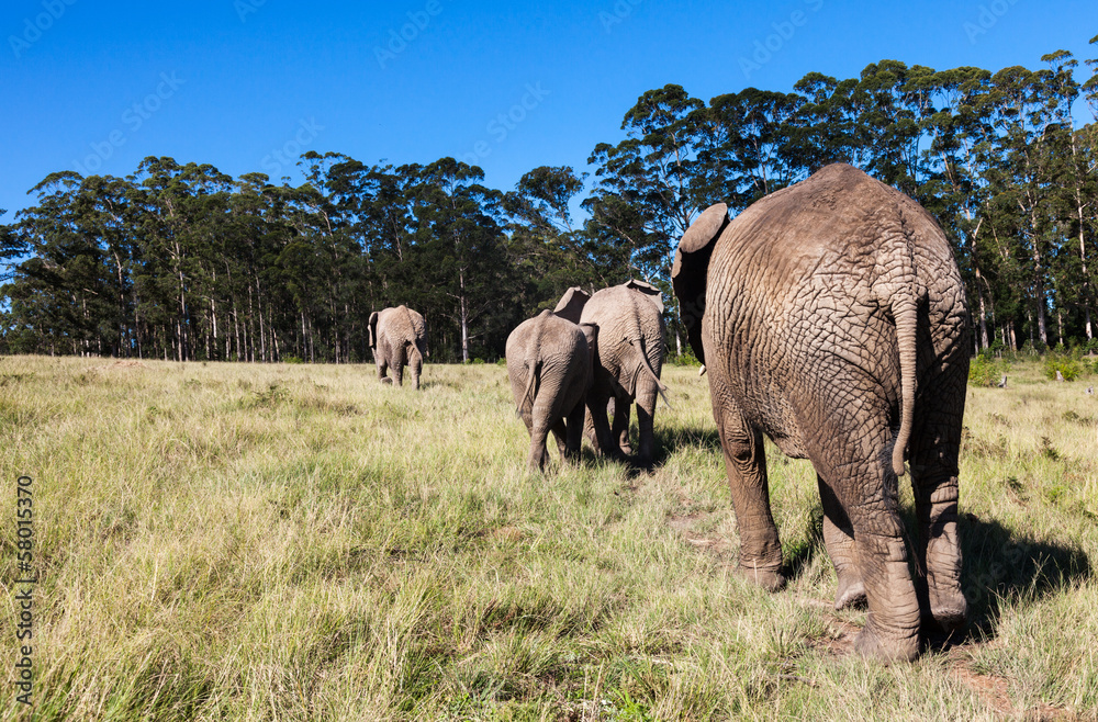 Obraz premium Herd of Elephants walking away