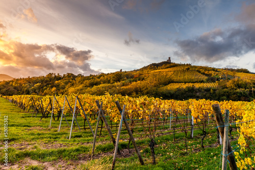 Vignes en Automne