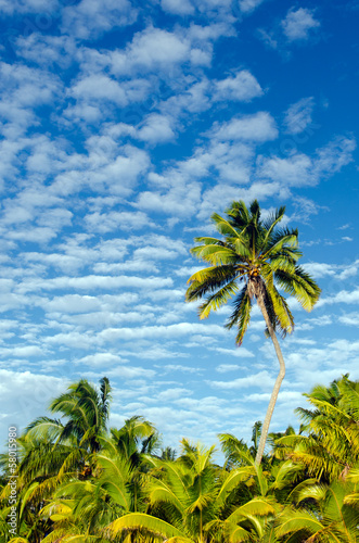 Coconut Trees in Aitutaki Lagoon Cook Islands