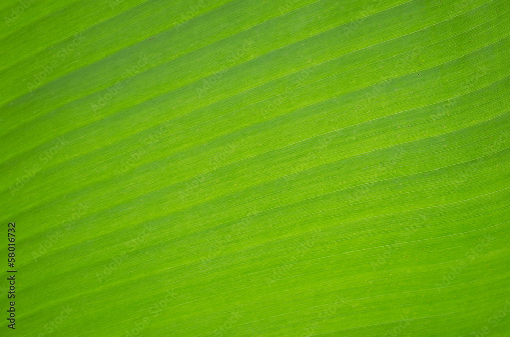 texture background of backlight fresh green leaf texture background of backlight fresh green leaf