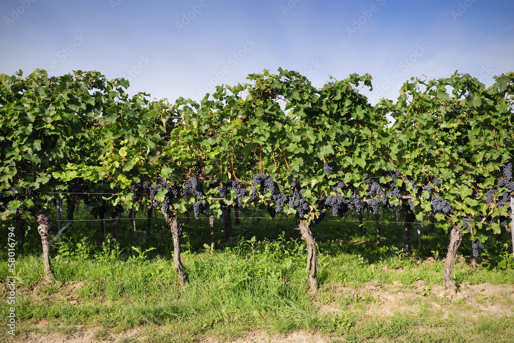 Pinot Noir Grapes in Rheinhessen, Germany