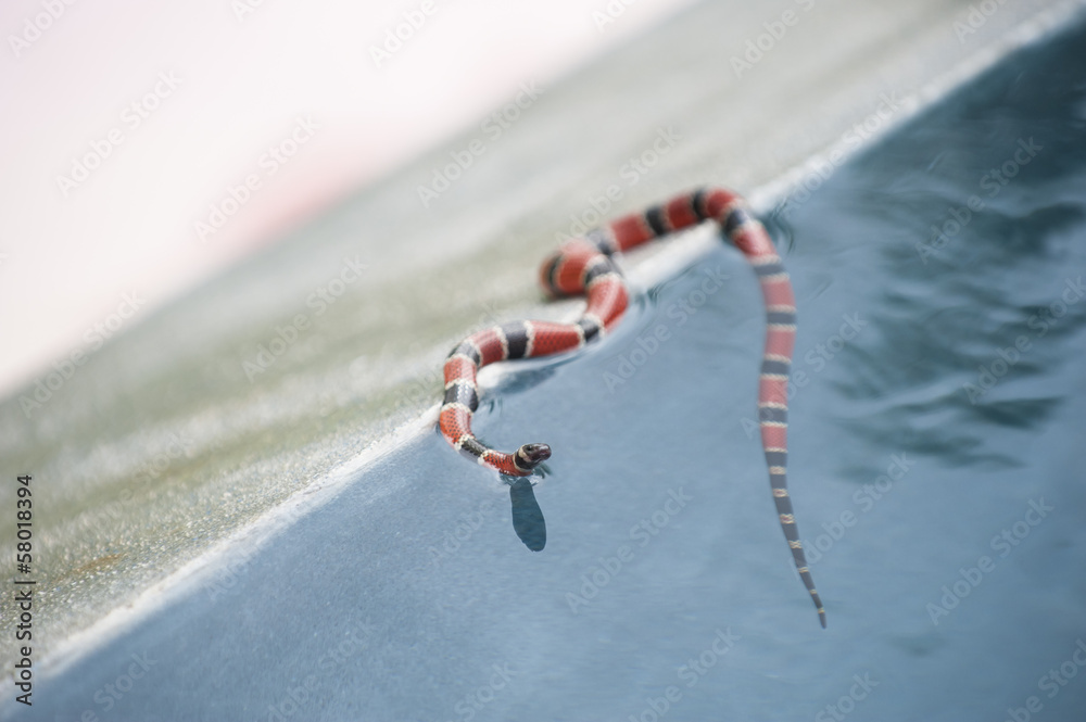 Fototapeta premium Coral Snake