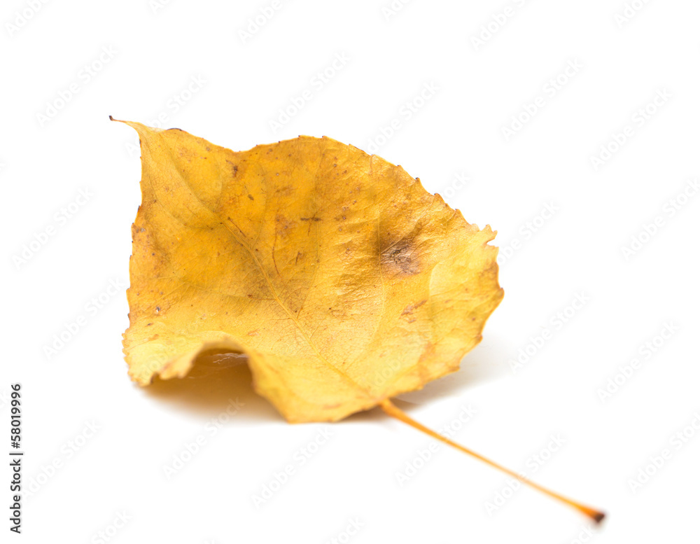 Naklejka premium yellow autumn leaf on a white background