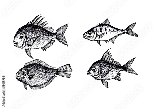 hand drawn fish Vector illustration