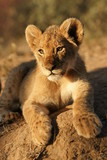 Portrait of a lion cub
