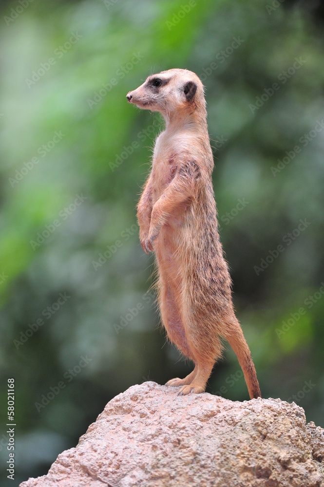 Fototapeta premium A curious meerkat observing its surrounding.