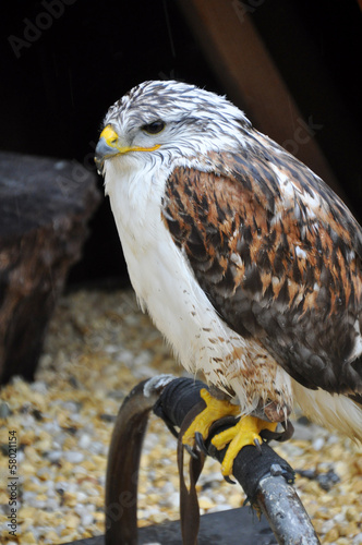 Bussard