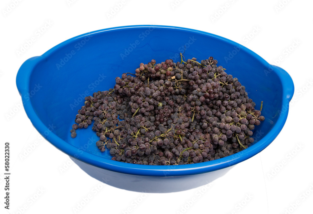 Black grapes in a blue bucket on a white background Black grapes in a blue bucket on a white background