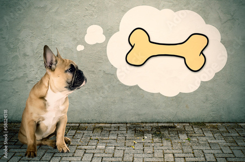 Französische Bulldogge denkt an einen Knochen