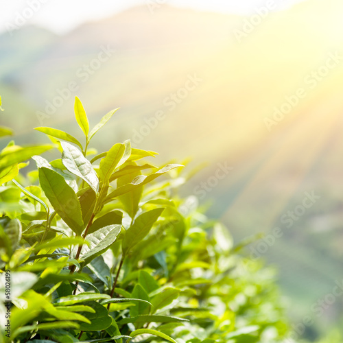 Green tea bud and leaves
