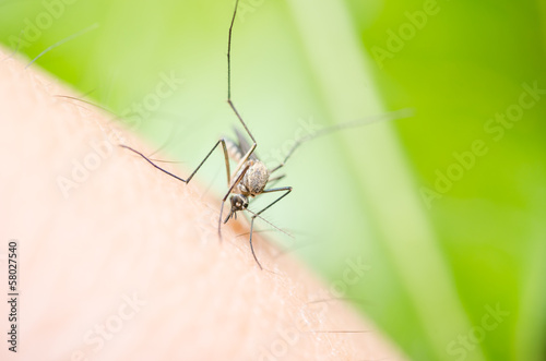 mosquito in nature