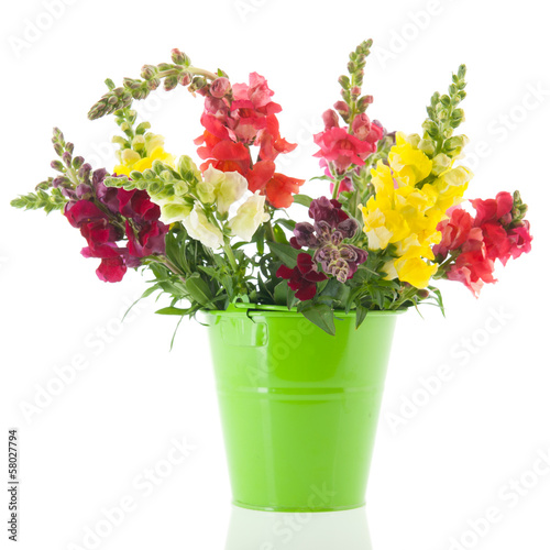 Fototapeta Naklejka Na Ścianę i Meble -  Dragon flowers in purple vase