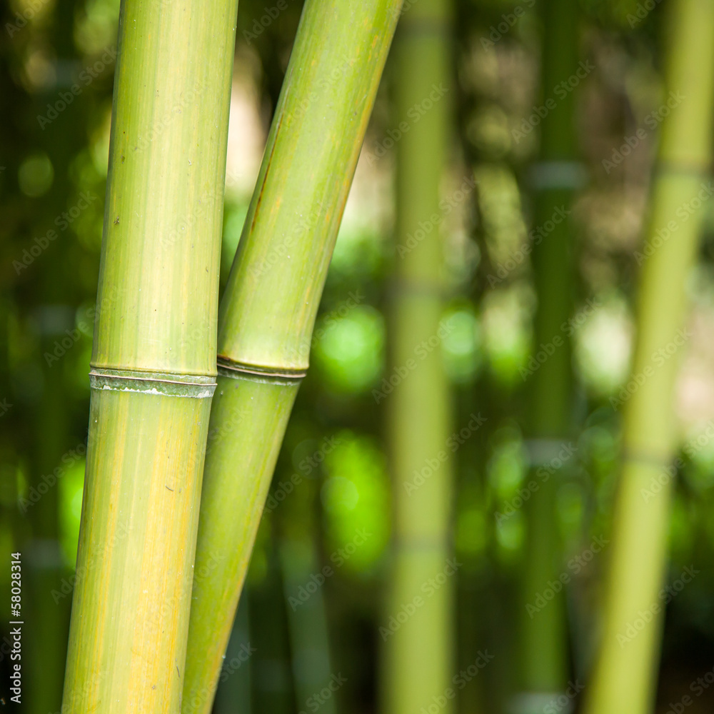 Obraz premium Bamboo forest background
