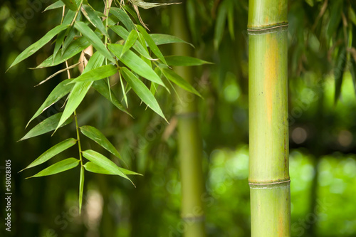 Bamboo forest background #58028305