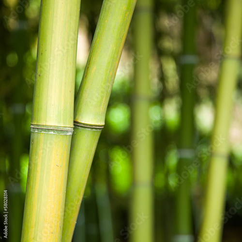 Bamboo forest background