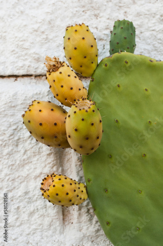 Prickly pear