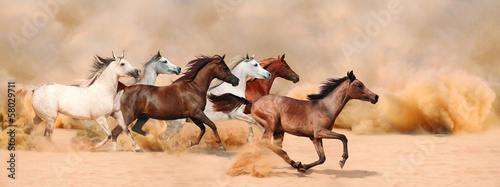 Tela Horses herd running in the sand storm