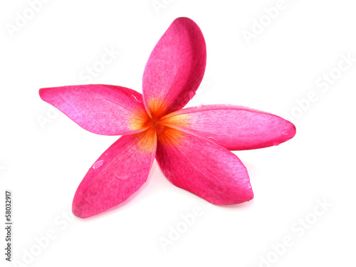 frangipani flower isolated on white