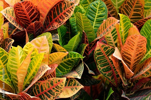 Vibrant colored Croton Plant