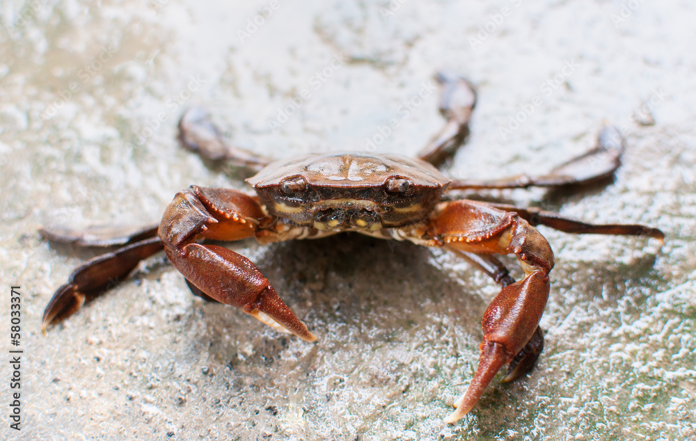 fresh water crab making a stance