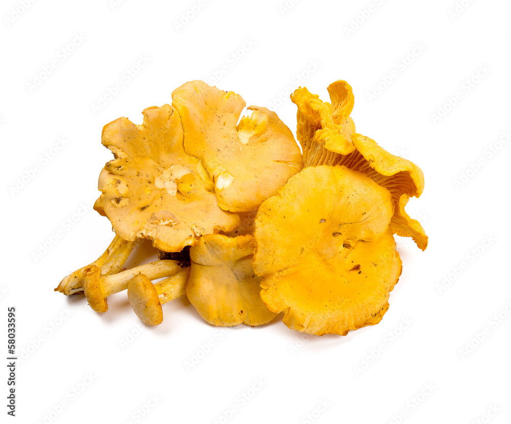 chanterelle isolated on white chanterelle isolated on white