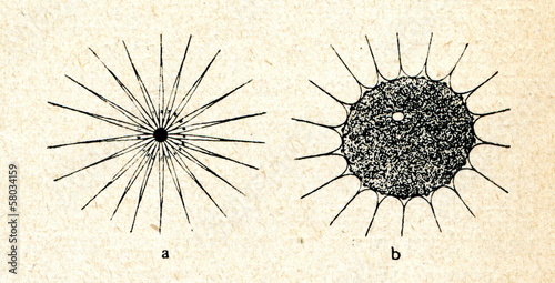 Chromatophore of loligo - shrunken and stretched photo