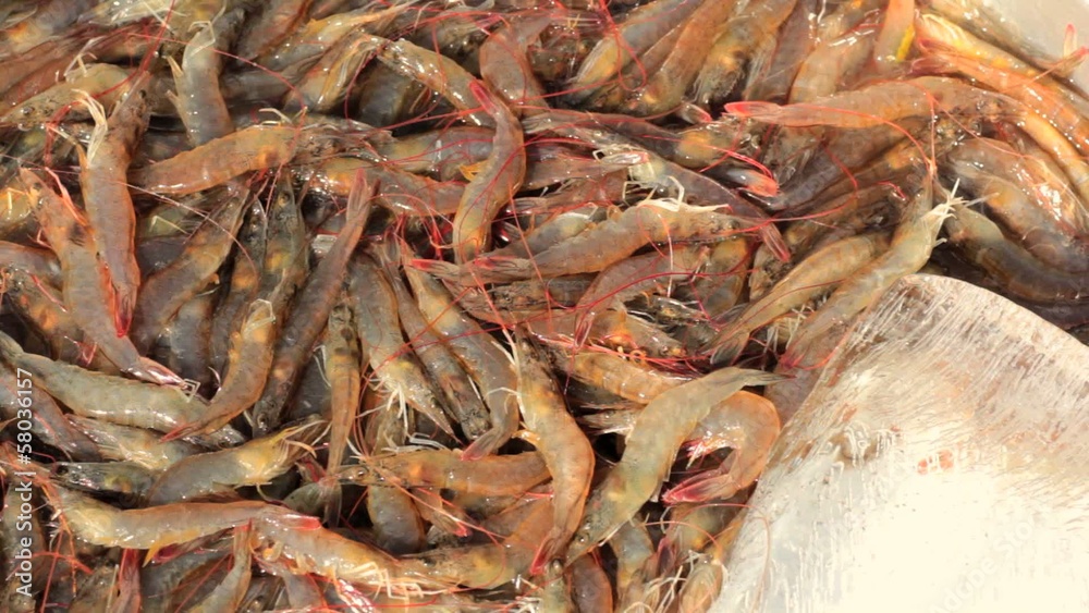 Alive shrimps at fish market. Alive shrimps at fish market.