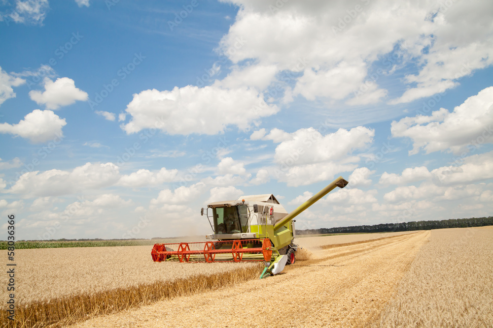 Fototapeta premium Combine working on a wheat field