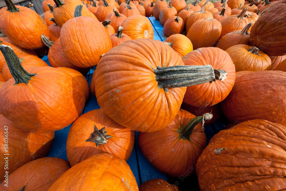 The Harvest of Pumpkins The Harvest of Pumpkins