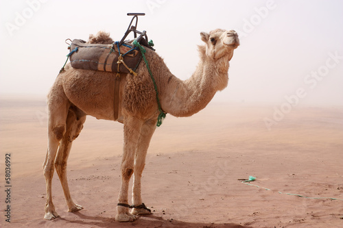 Camel with tied legs and seat standing in sand storm
