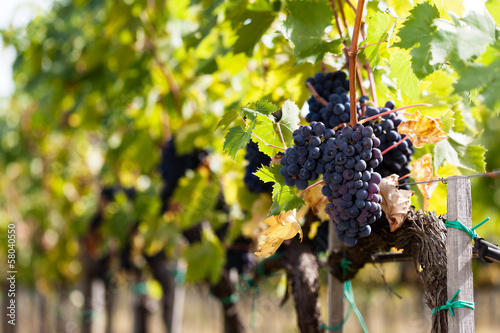 cluster of grapes, vines and cultivated vine