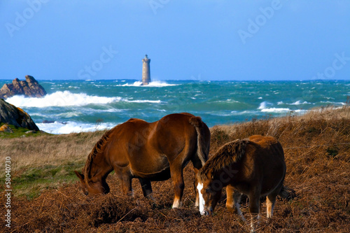 Chevaux sur la côte sauvage, Argenton, Porspoder, Bretagne photo