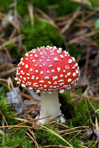 Fly agaric (Amanita muscaria) in moss