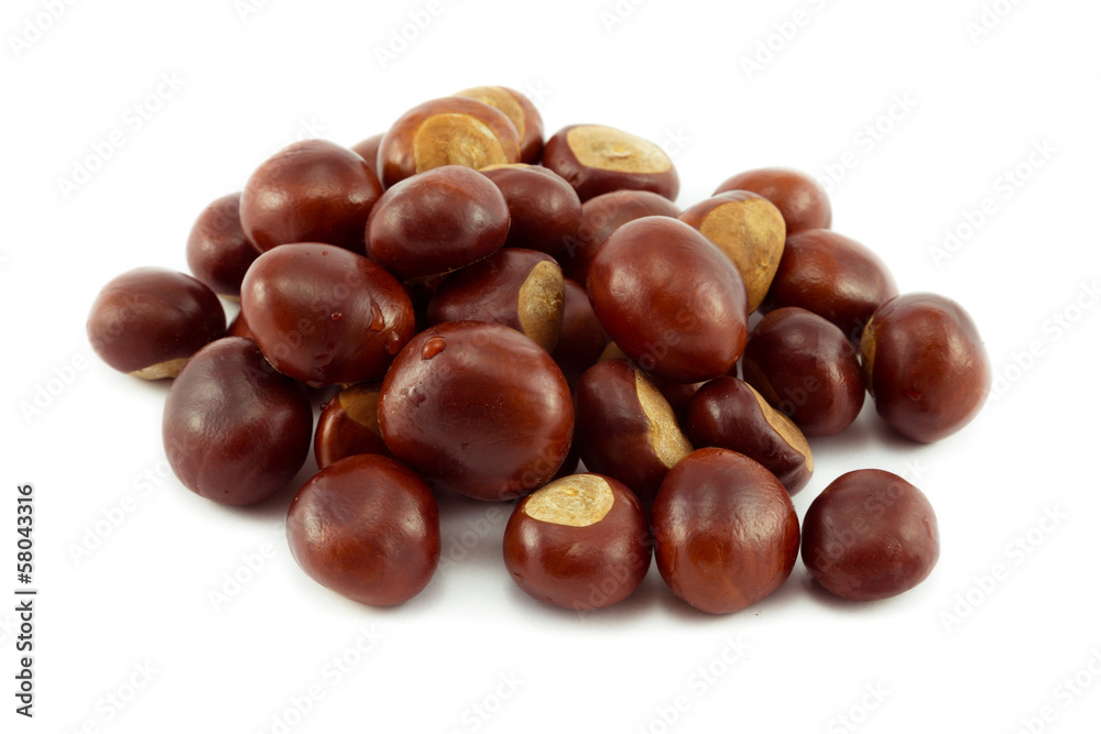Autumn Conkers Autumn Conkers