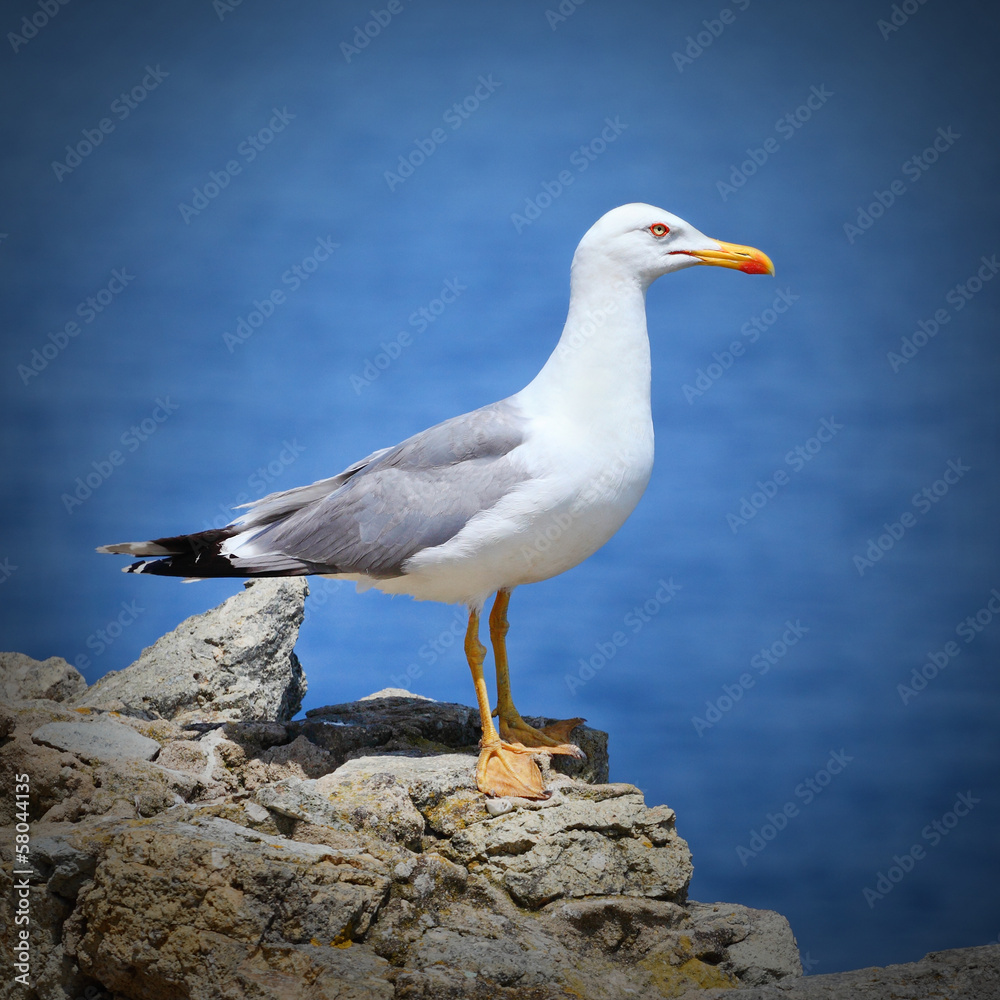 Naklejka premium The Seagull.