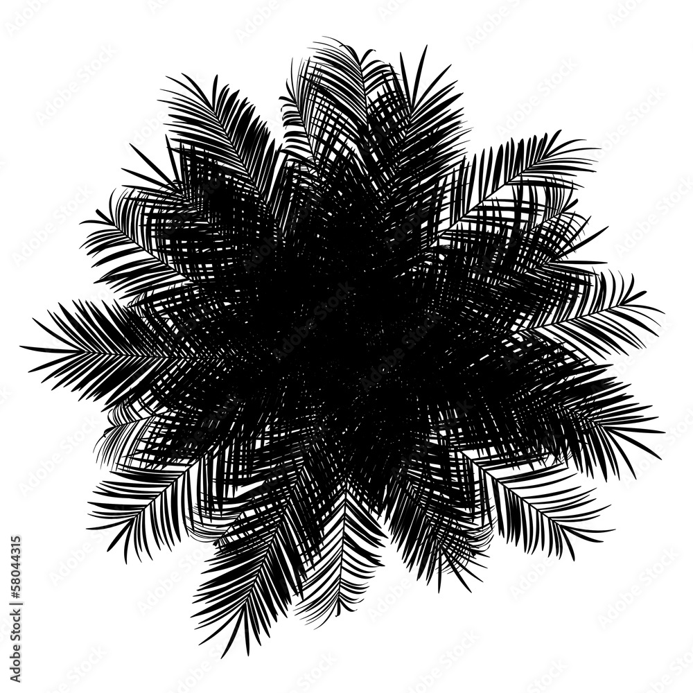 Fototapeta premium top view silhouette of date palm tree isolated on white backgrou