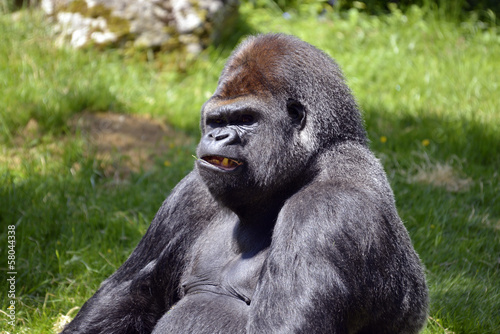 Portrait male western lowland gorilla (Gorilla gorilla)